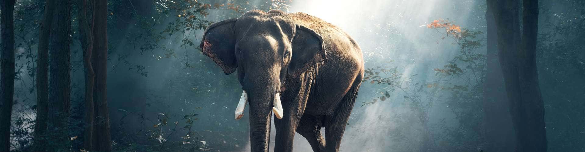 Elefant im Morgengrauen